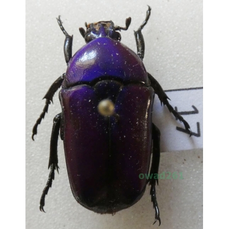 Chlorocala africana oertzeni Kolbe, 1895 ex. ovo Tanzania17